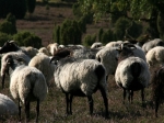 Heidschnucken in der Ellerndorfer Wacholder Heide