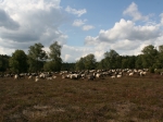 Heidschnucken in der Ellerndorfer Wacholder Heide