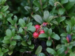 Preiselbeeren (ohne zugehörende Rindroulade)