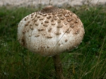 Ein riesen Parasol