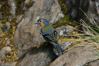 frecher Vogel