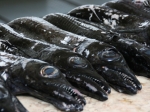 Der schwarze Degenfisch