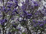 Die Blüten der violetten Jacarandas