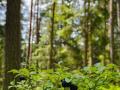 Mohndorf-und-Baerentrail-32