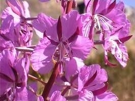 Blumen