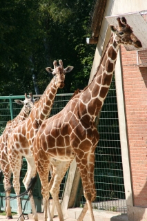 Tierpark Nürnberg - Giraffen