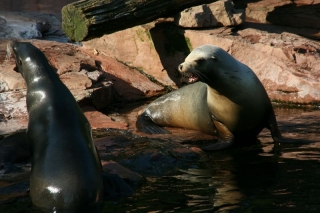 Tierpark Nürnberg - Robben