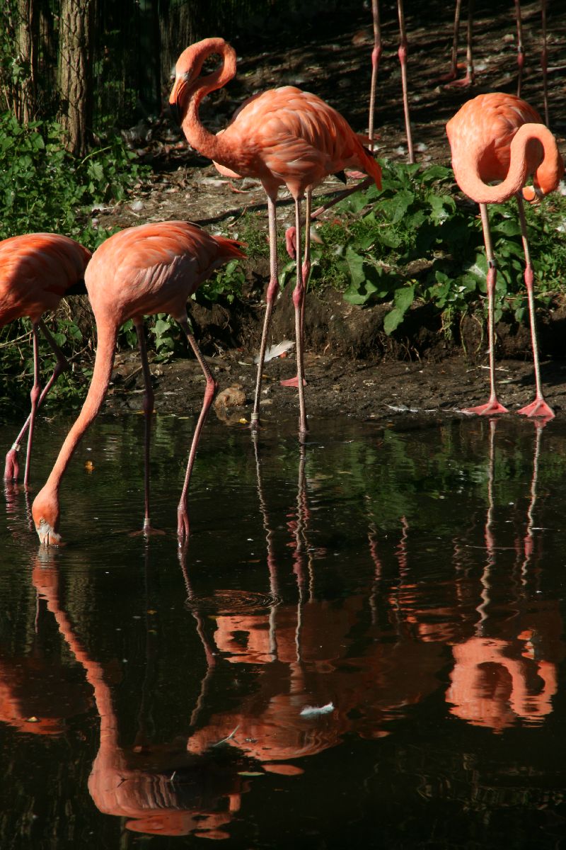 Tierpark Nürnberg - Flamingos