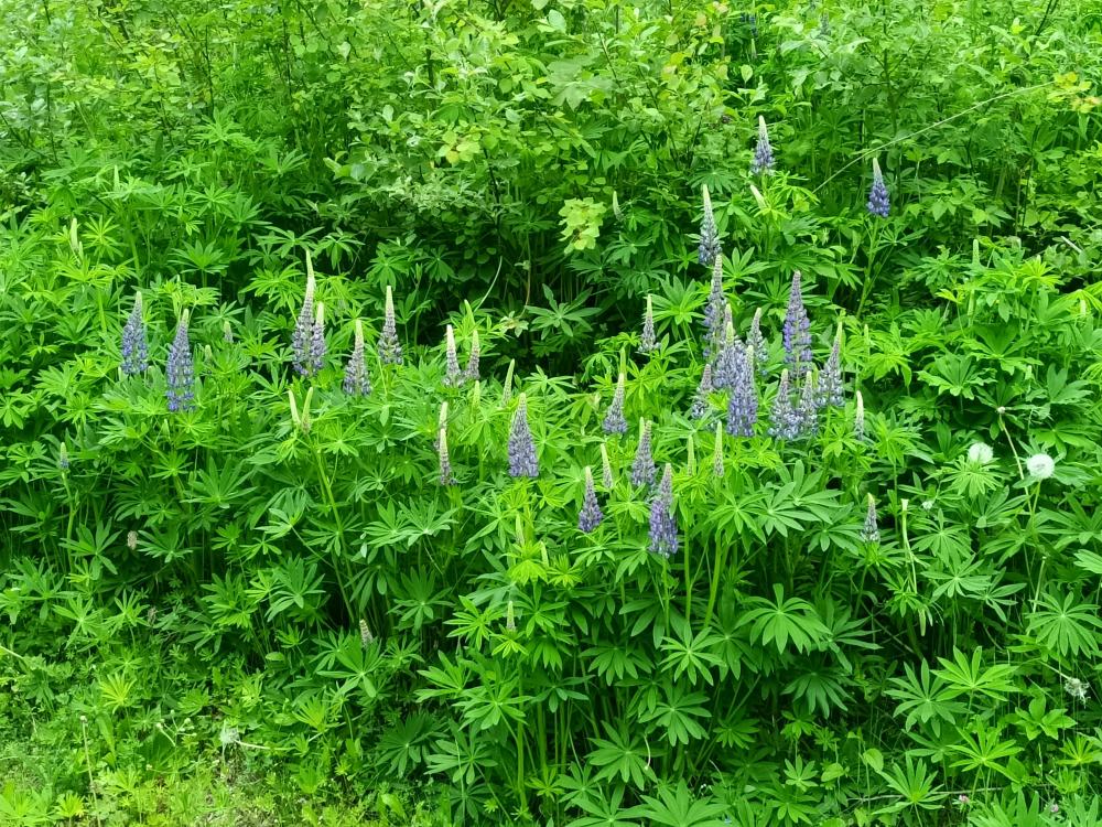 Lupinien