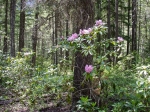 Rhododendron Flat