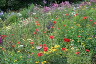 Blumenwiese