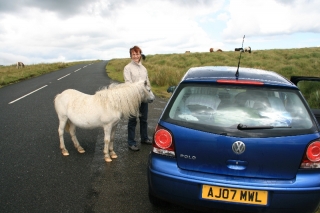 Dartmoor Pony