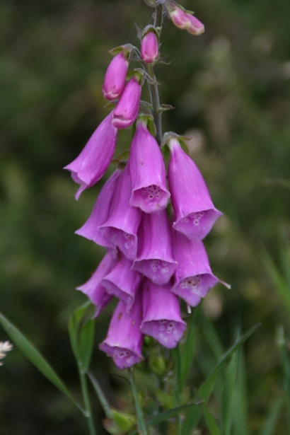 Blume