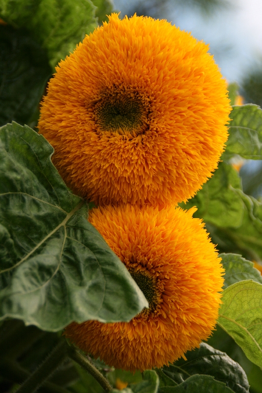 Sonnenblume im Eden Project