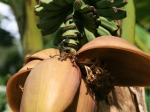 Bananenstaude in Lost Gardens of Heligan