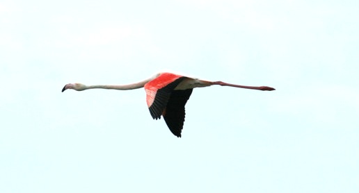 Fliegender Flamingo