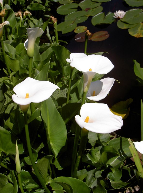 Calla / Brissago Inseln