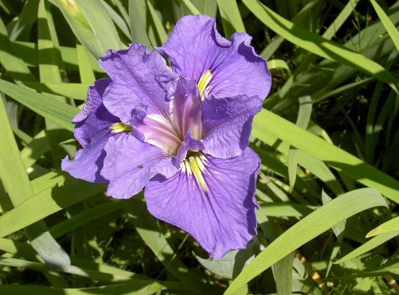 Iris / Brissago Inseln