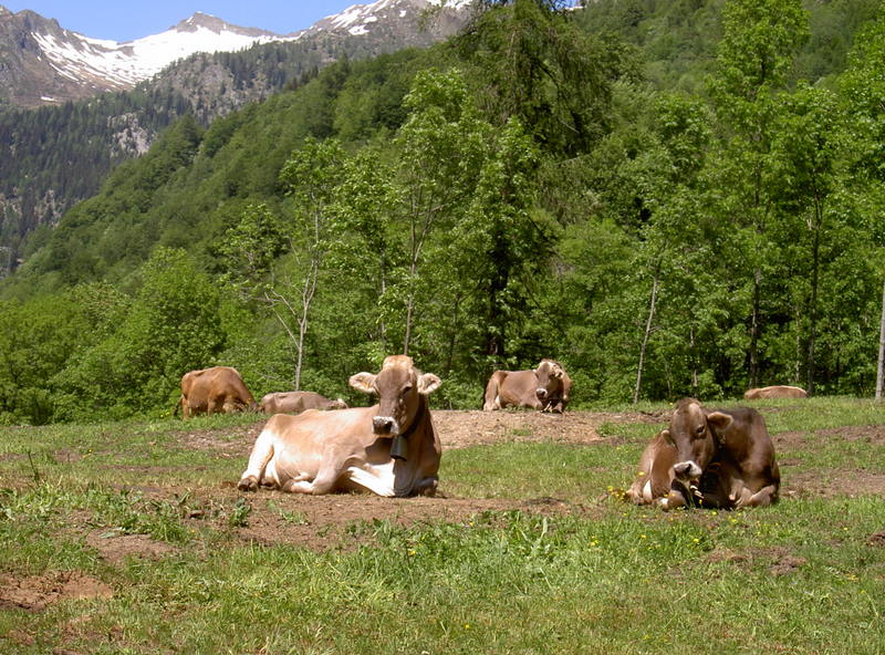 Landschaftidylle mit Kühen