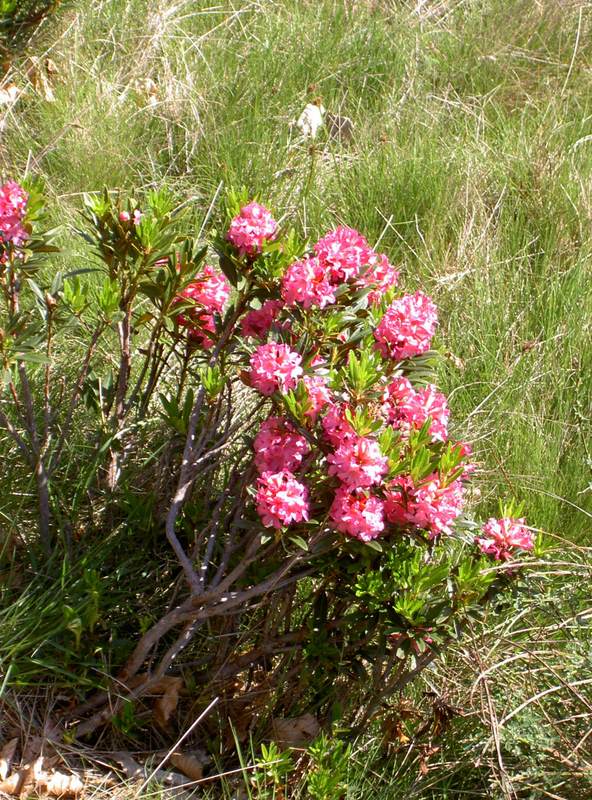 Alpenblumen