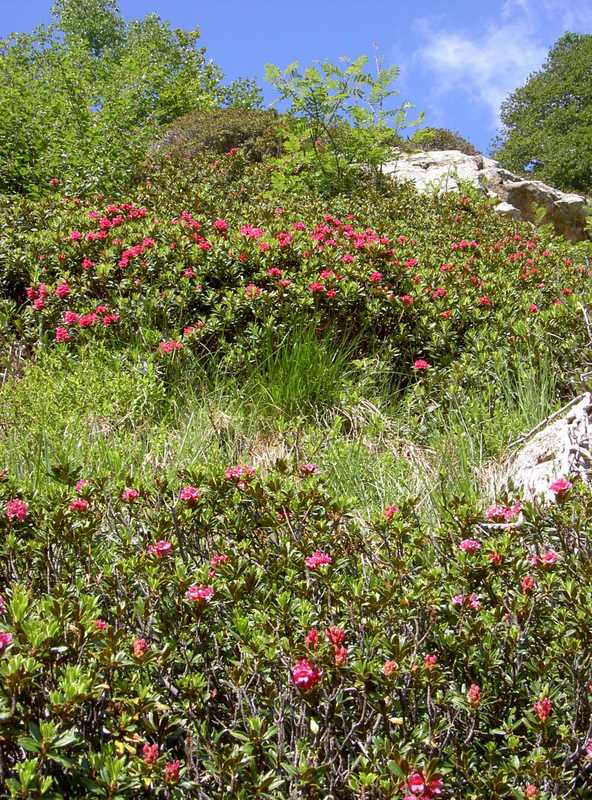 Alpenblumen
