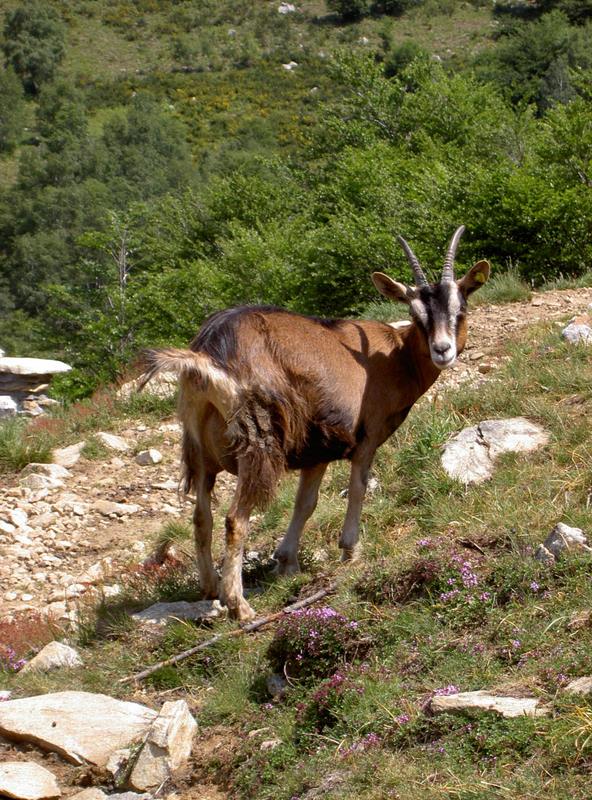 Wanderung Alpe di Neggia