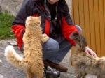 Katzenbelagerung