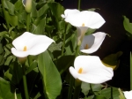 Calla / Brissago Inseln