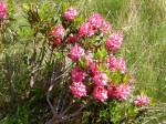 Alpenblumen