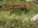 Alpenblumen