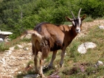 Wanderung Alpe di Neggia