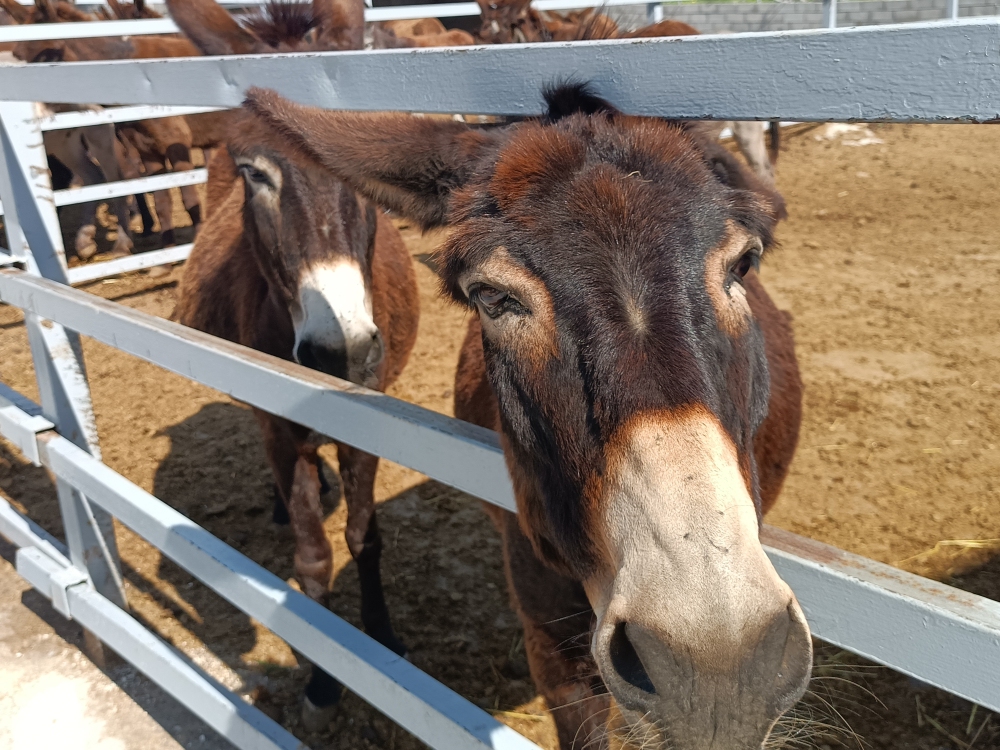 Eseln auf der Golden Donkey Farm