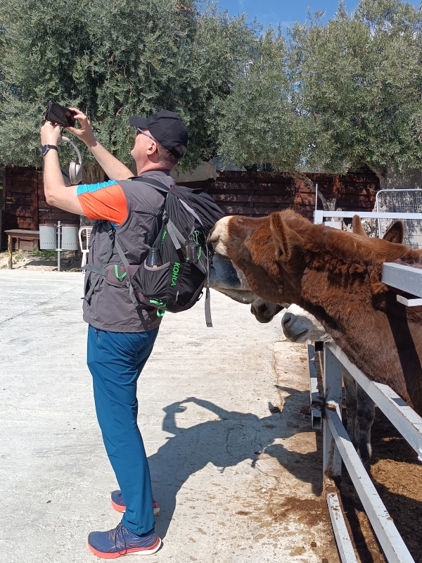 Eseln auf der Golden Donkey Farm
