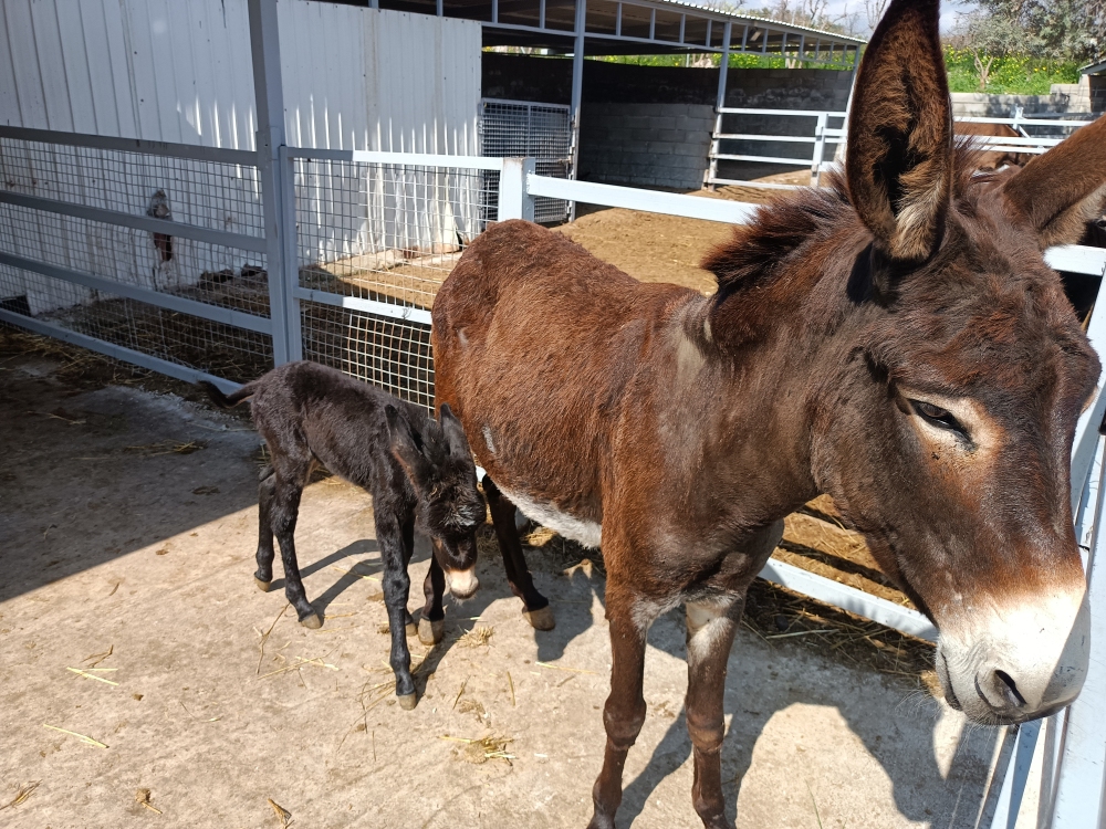 Eseln auf der Golden Donkey Farm
