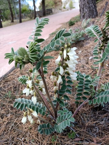 Portugiesischer Tragant